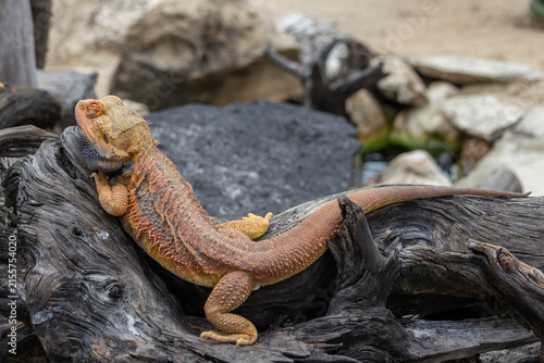 Central bearded dragon, a popular Australian reptile