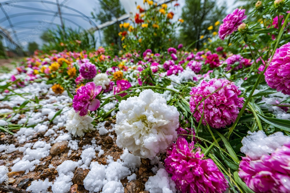 Obraz premium Garden flowers damaged by spring hail storm
