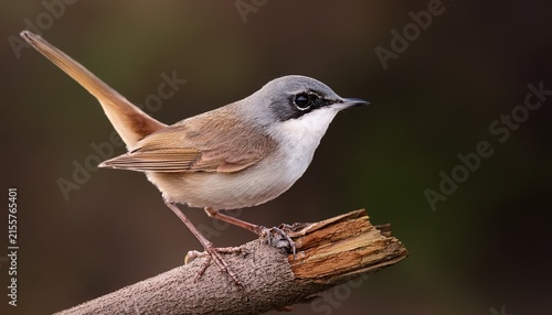 closeup of a lesser whitethroat on a twig