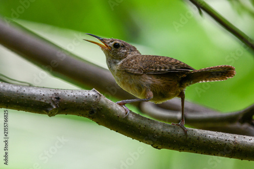 Fotografie northern house wren
