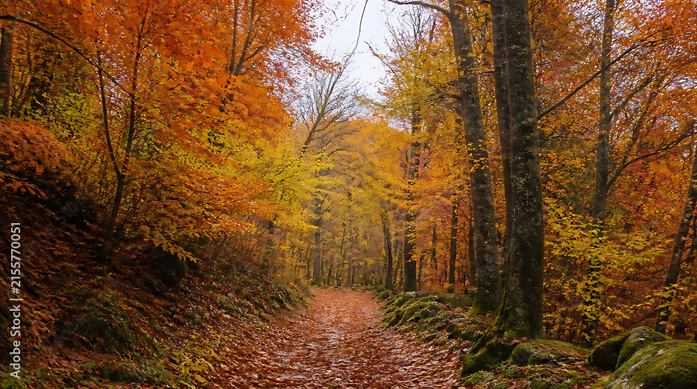 Fototapeta premium Serene autumn woodland trail immersed in vibrant fall foliage with towering trees and a peaceful dirt path through a colorful