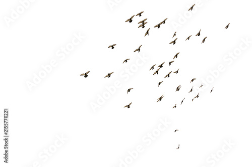 Obraz na plátně Flying Flock of a flock of pigeons Isolated on Transparent Background