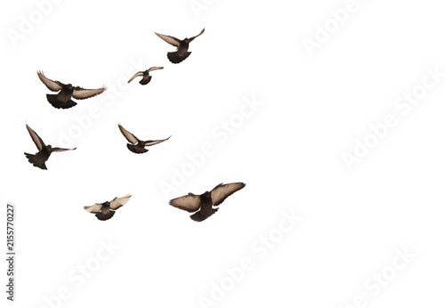 Flying Flock of a flock of pigeons Isolated on Transparent Background