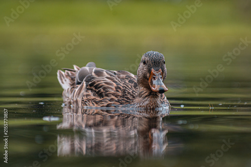 female mallard duck in a pond