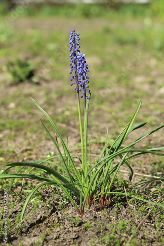 Obraz na płótnie Grape Hyacinth Blooming Garden Soil
