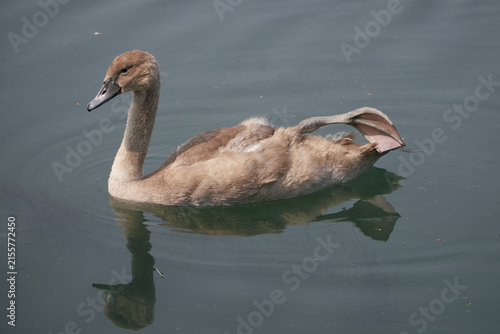 Bild auf Leinwand Mute Swan Cygnet swimming calmly on canal
