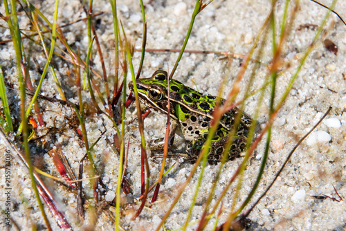 leopard frog on sand in grass