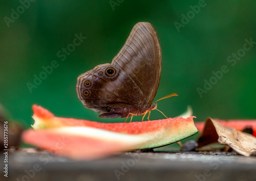 Bild auf Leinwand Scarce Catseye (Coelites nothis nothis) butterfly suck on Sweet juice from ripe fruit at Pang Sida National Park, Sa Kaeo Province, Thailand