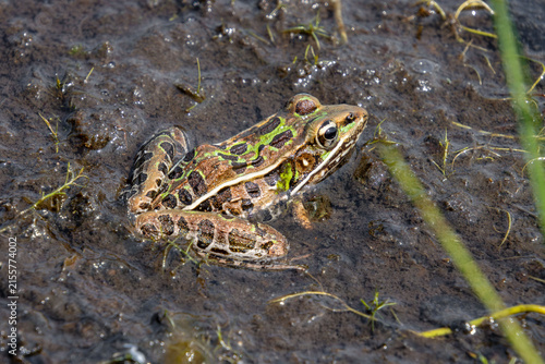 leopard frog in mud closeup