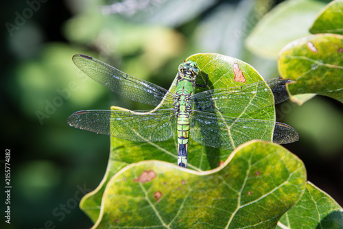 green eastern pondhawk female in oak tree leaves pocket details wings closeup