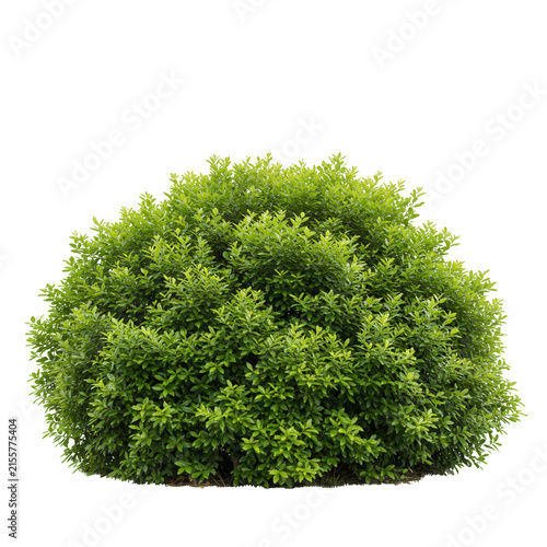 Round green bush with small leaves isolated on transparent background