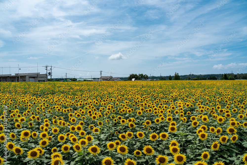 Obraz premium 石川県河北潟ひまわり村のひまわり畑