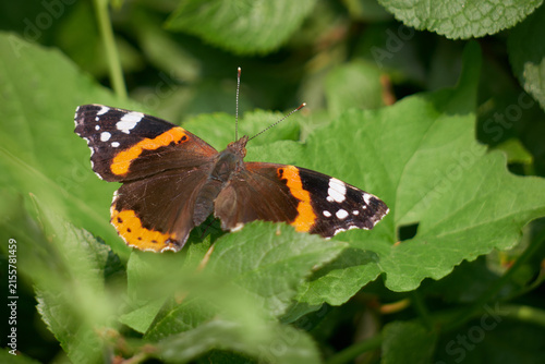 Bild auf Leinwand Red Admiral Butterfly at rest