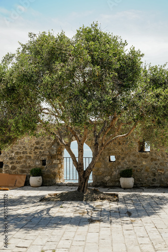 Vertical View of Olive Tree in Historic Old Town Courtyard Ulcinj Montenegro