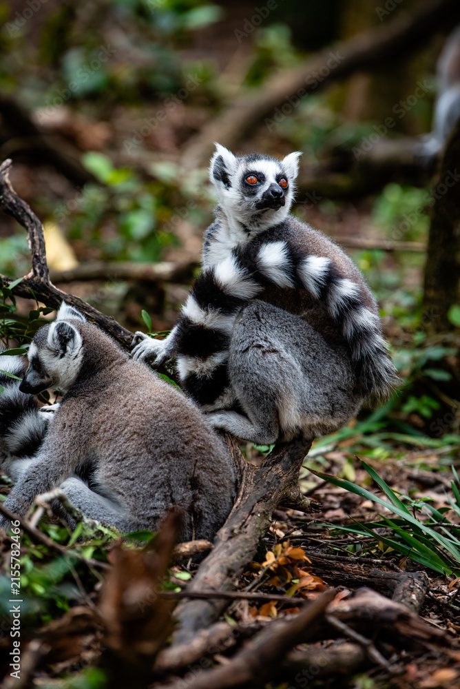 Naklejka premium Two cute maki's cuddling in a forest in South-Africa