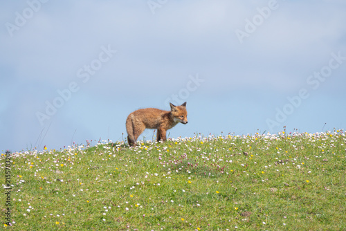 Red Fox Kit Connemara Ireland