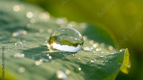 Macro Shot of Pure Water Droplet Rolling on Green Lettuce Leaf Surface