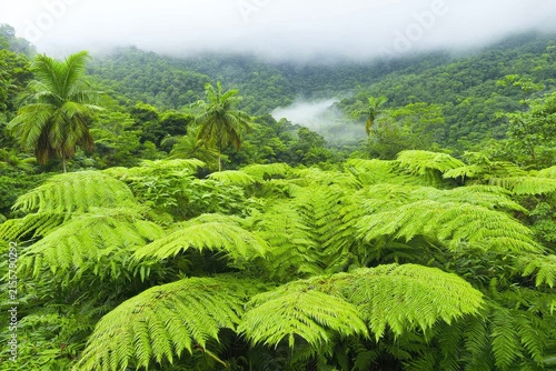 Lush Green Ferns in Rainforest with Misty Mountain Background