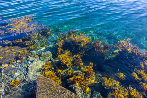 Meeresalgen im atlantischen Ozean an der Meeresküste in Nordland in Norwegen
