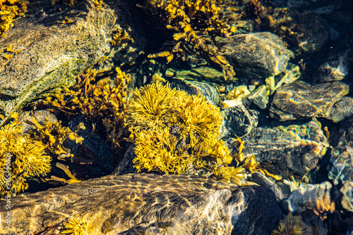 Meeresalgen im atlantischen Ozean an der Meeresküste in Nordland in Norwegen