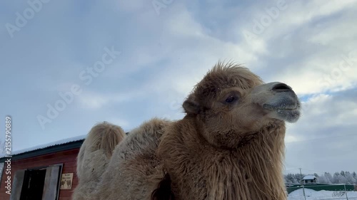Close-up camel with shaggy winter fur against snowy farm enclosure and cloudy sky, viewed from low angle with rustic barn, broad negative space, natural daylight, calm rural mood
