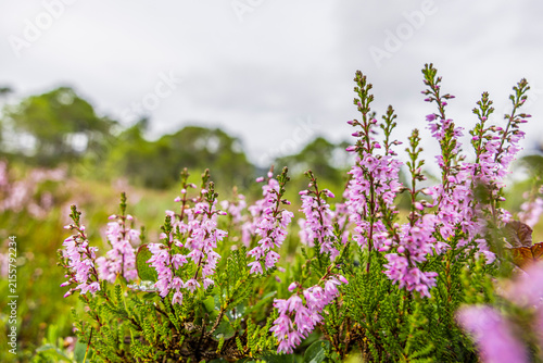 Blühendes Heidkraut in Nordland in Norwegen