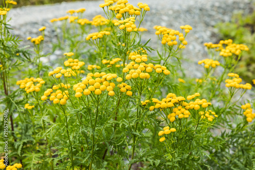 Gelber Rainfarn in voller Blüte