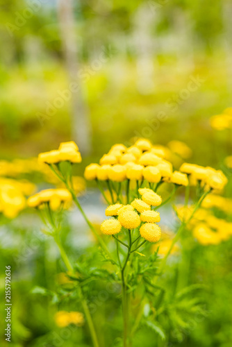 Gelber Rainfarn in voller Blüte