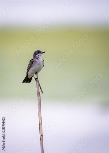 Eastern Kingbird watching for flying insects from reed perch
