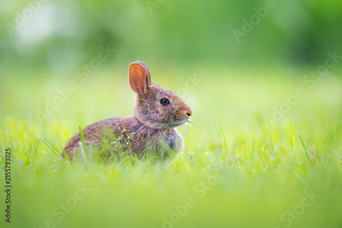 Eastern Cottontail rabbit resting in sunlit green grass