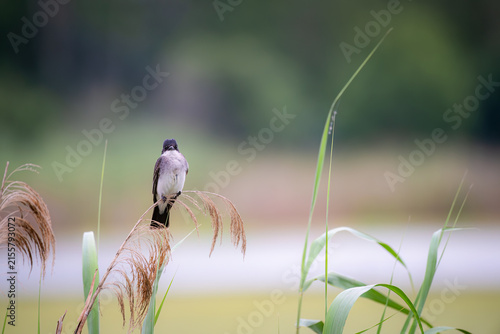 Eastern Phoebe perched on reed near pond in natural wetland habitat