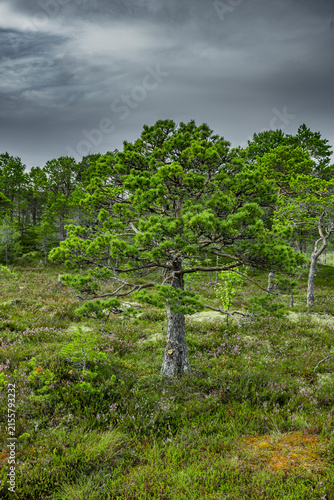 Kiefer in einem Heidekrautfjiell in Norwegen
