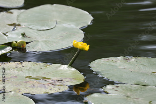 Canvas Print Yellow water lily floating on the surface of a natural river