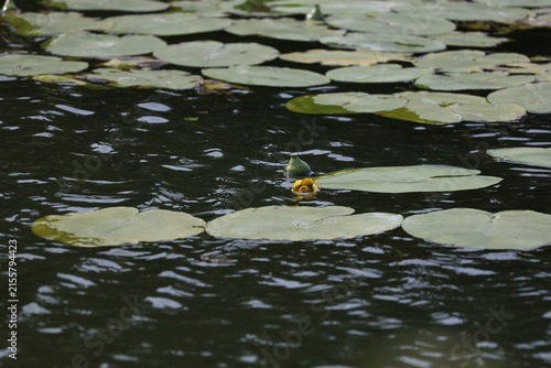 Canvas Print Natural yellow water lily surrounded by green river vegetation