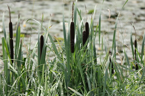 Obraz na płótnie Cattail with elongated foliage and brown cylindrical inflorescence