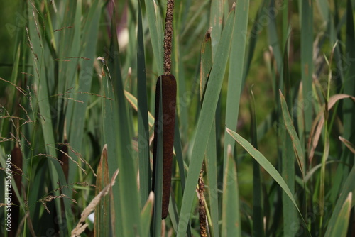 Принти на полотні Tall cattail leaves surrounding mature brown flower spike