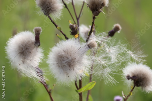 Konstfotografi Creeping thistle after flowering with white feathery seed heads, Cirsium arvense