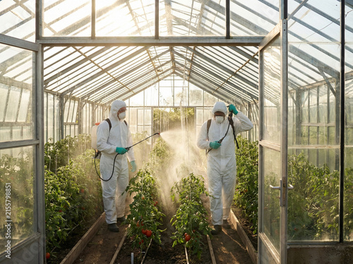 Workers In Protective Gear Disinfecting Tomato Plants Inside Greenhouse