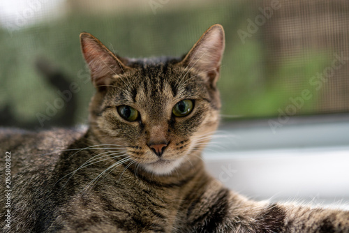 Foto Close-up portrait of a cute tabby cat looking directly at the camera indoors