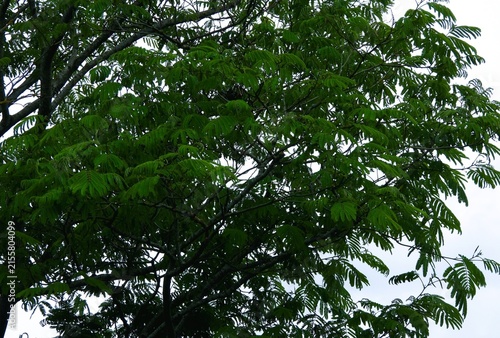 фотографія A tree with compound leaves spreads outward, its thin branches carrying countless green leaflets