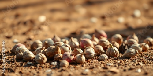 Dried bulbils scattered on the ground, their papery shells revealing the seeds within, waiting to sprout and bring forth new life.