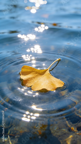 Single yellow ginkgo leaf floating on rippled clear blue water surface with sparkling sunlight bokeh in autumn
