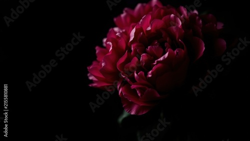 A Single Crimson Peony Flower Bloomed in the Darkness, Its Petals Unfurling Like a Secret