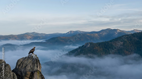 Golden eagle sitting on sharp mountain summit above low clouds and rolling hills during early morning light.