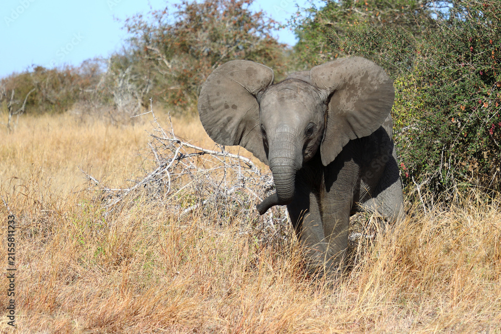 Fototapeta premium Afrikanischer Elefant / African elephant / Loxodonta africana