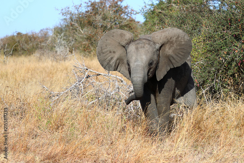 Photography Afrikanischer Elefant / African elephant / Loxodonta africana