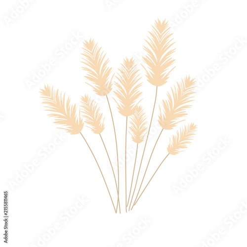 Pampas grass feather illustration. Pampas grass feather vector with a smooth and soft texture. Minimalist pampas grass feather decorative design