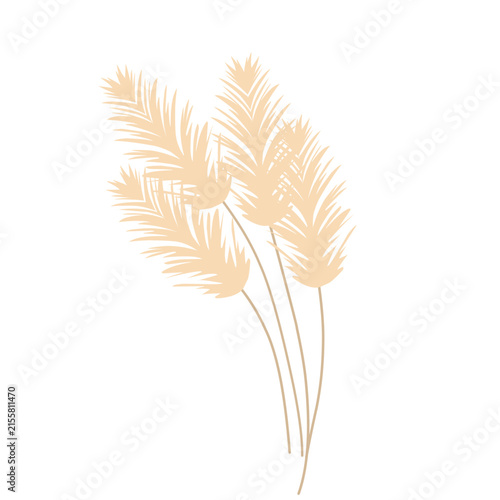 Pampas grass feather illustration. Pampas grass feather vector with a smooth and soft texture. Minimalist pampas grass feather decorative design