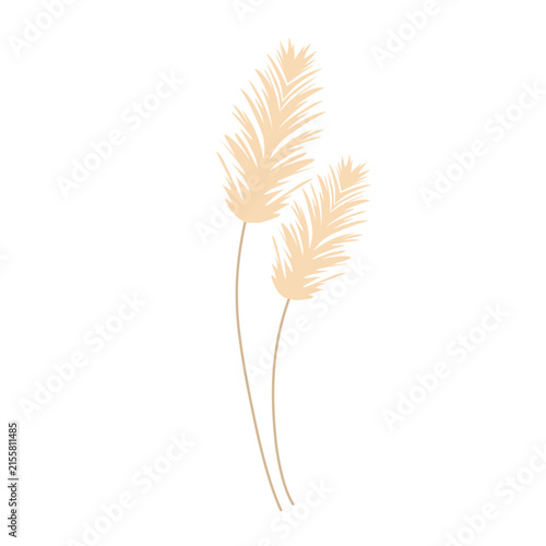 Pampas grass feather illustration. Pampas grass feather vector with a smooth and soft texture. Minimalist pampas grass feather decorative design
