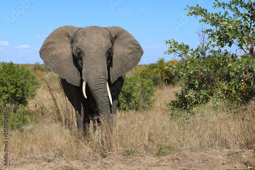 Photography Afrikanischer Elefant / African elephant / Loxodonta africana